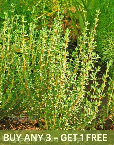 Herb thyme english winter - thyme,