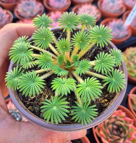 Rare plant alert - plant, alert!