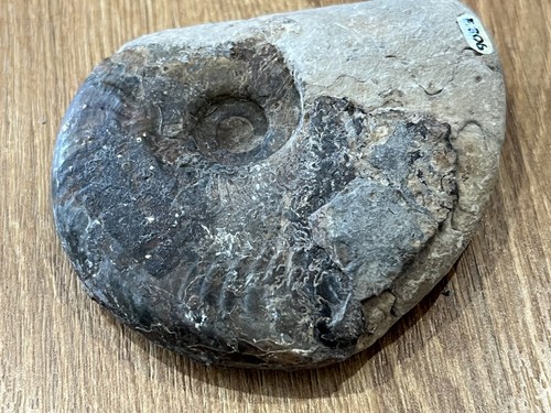 Lower jurassic ammonite fossil - lower,