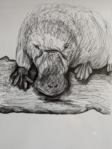 Platypus log pen - a,