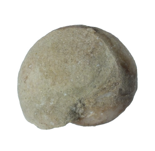 Fossil goniatite undescribed - fossil,