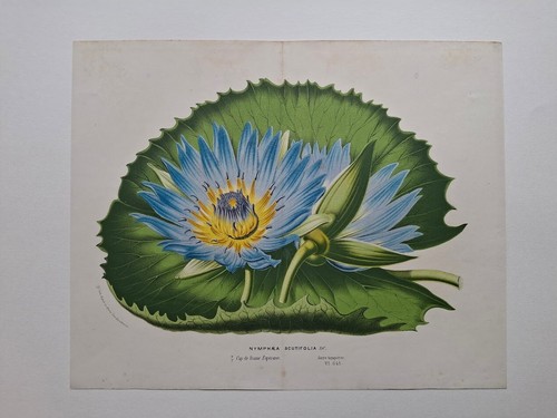 Louis van houtte botany - louis,