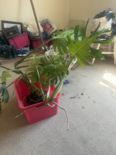 Swiss cheese plant - cheese,