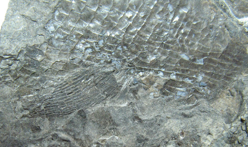 Permian fish fossil from