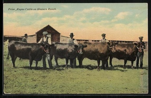 Postcard prize angus cattle - postcard,