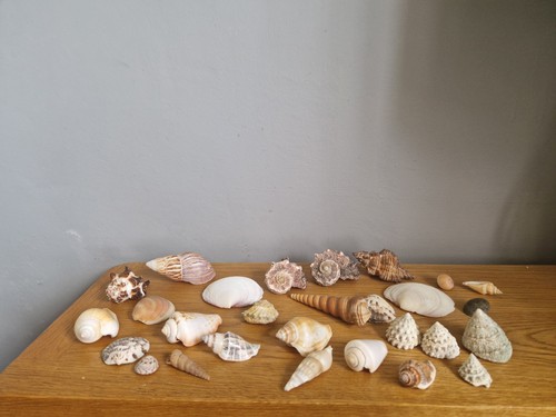 Sea shells collection of - collection,