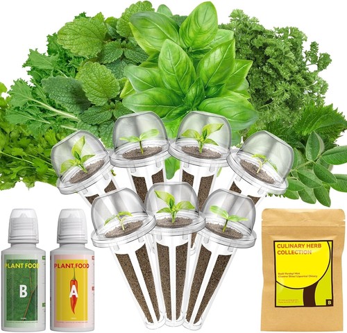 Gourmet herb seed pod - herb,