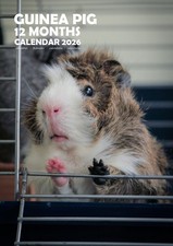 Guinea Pigs 2026 Calendars