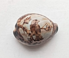 Victorian hand carved cowrie - carved,