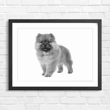 Fluffy Chow Chow Puppy