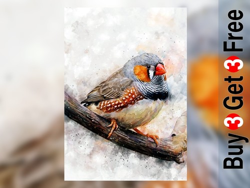 Zebra finch watercolor - zebra,