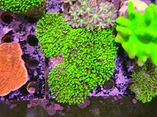 Bright Green Fuzzy Mushroom Rock Small Colony Marine Aquarium Soft Coral