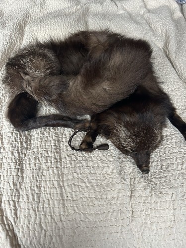 Vintage real fur fox stole - real,
