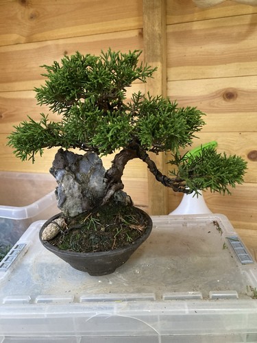 Itoigawa juniper bonsai - itoigawa,