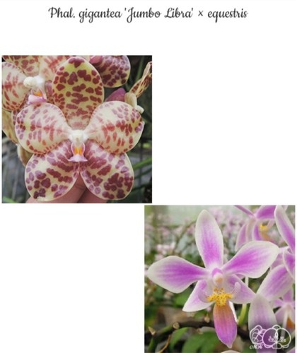 Phalaenopsis gigantea jumbo - gigantea, 'jumbo