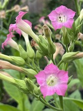  Amber Leaf component (