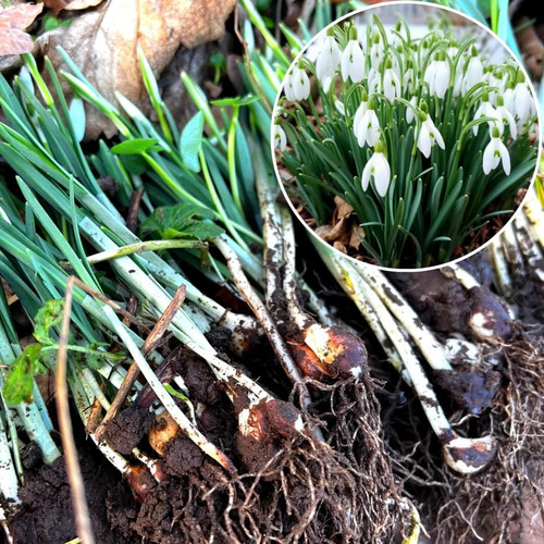 Single snowdrops the - 50,