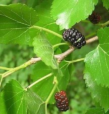 Morus Nigra Black Mulberry