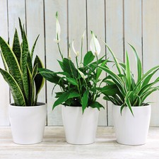 Suttons Air Purifying Home