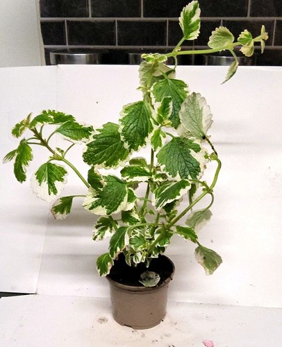 Variegated mint - variegated,