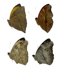 Cymothoe papered specimens - papered, ex