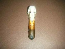 Bird Skulls- Mallard Duck -