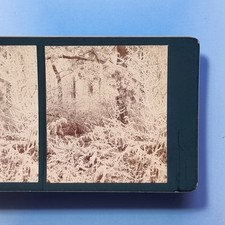 Kidderminster Stereoview 3D C1895 Real Photo Oldington Woods Winter Worcester