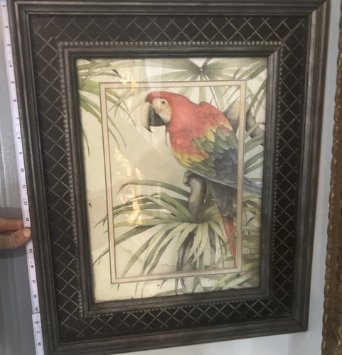 Vintage scarlet macaw - macaw, parrot