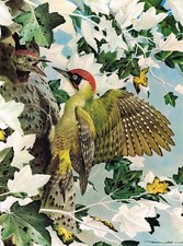 Green Woodpecker Vintage Bird