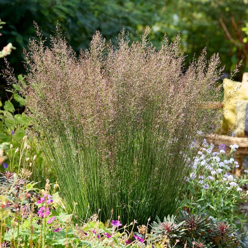 Ornamental grass molinia - ornamental,
