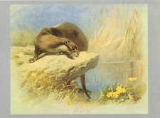 Otter Vintage Animal Old Print Picture Archibald Thorburn 1974 TM#17
