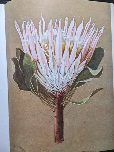 Flower paintings katharine - flower,
