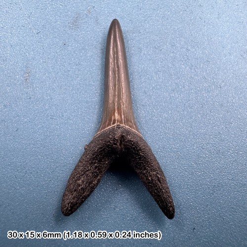 Fossil sand tiger - , tooth