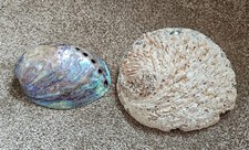 2 Abalone Shells. Approx 12 and 15cm long.
