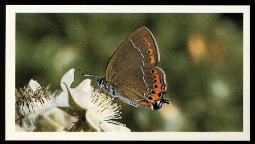 Tobacco card doncella - tobacco, card,