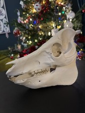 Pig Skull