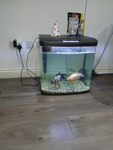 100l aquarium fish - fish, 2