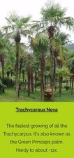 Trachycarpus Nova Palms 4ft