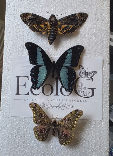Entomology starter box 2 - entomology,