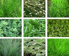 Oxygenating pond plant pack - oxygenating, pack-