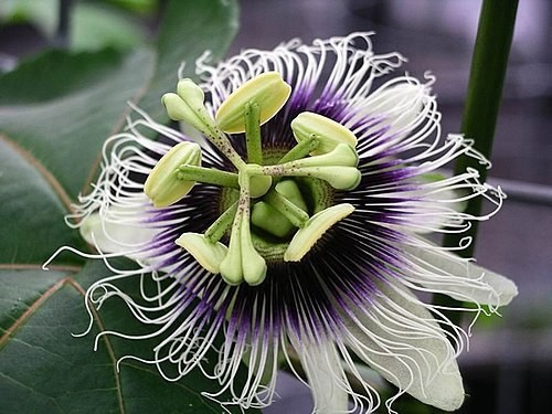 Passion flower passiflora - flower,