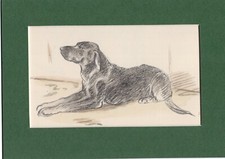 Lucy Dawson ~ Labrador