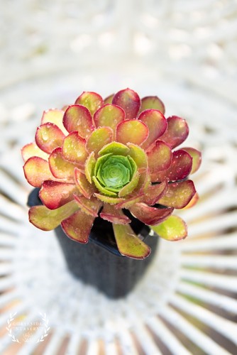 Live plants aeonium rosie - -,