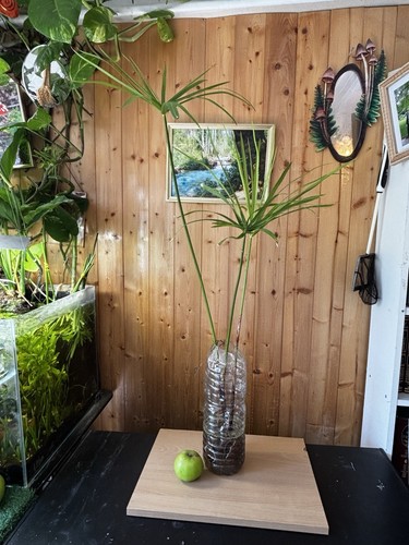 Tropical umbrella grass - umbrella,