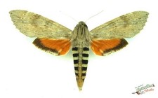 Erynnis ello Hawk Moth SET x1