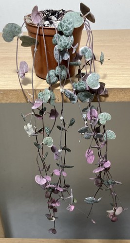 Ceropegia woodii variegated - ceropegia,