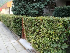 25x green beech fagus - beech,