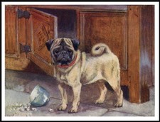 PUG AND BROKEN CUP LOVELY DOG