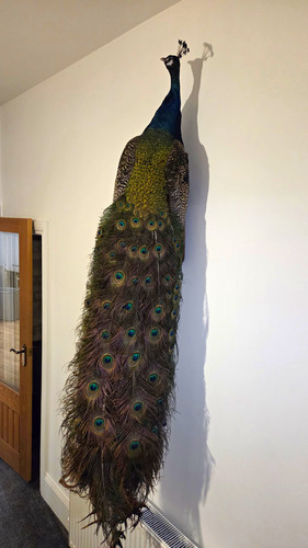 Taxidermy peacock wall mount - taxidermy,