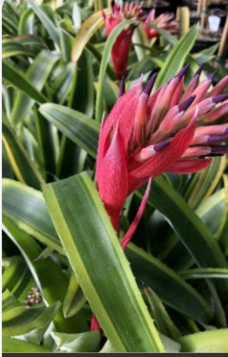 Billbergia bromeliad nutans - bromeliad,